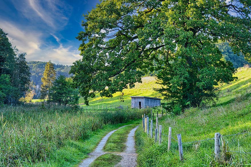 Trail, Meadow, Rural, Countryside, Path, Pathway, Trees, Grass, Foliage, Pasture, Nature