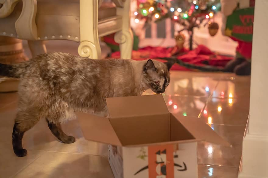 kucing, kotak, Siam, mamalia, hari Natal, alam, hewan peliharaan, imut, hadiah, dalam ruangan, kucing rumahan