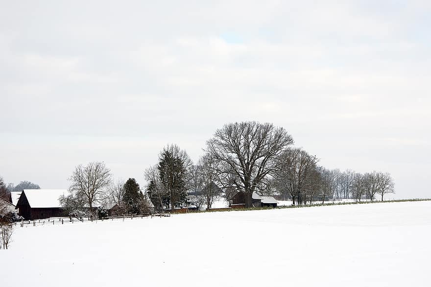landsby, felt, vinter, snø, hus, gård, bygninger, trær, kald, frost, snowy