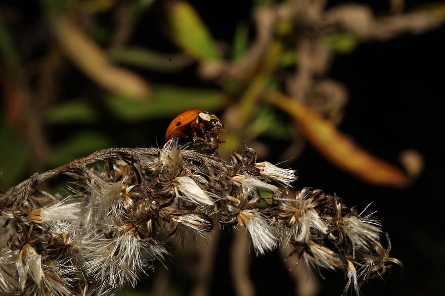 Ladybug, Insect, Flowers, Beetle, Bug, Weed, Plant, Nature