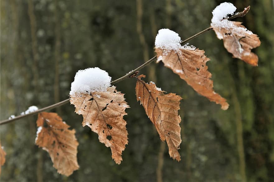 lá khô, chi nhánh, tuyết, mùa đông, Mùa, Thiên nhiên, ngoài trời, lá, tán lá, có tuyết rơi, sương muối