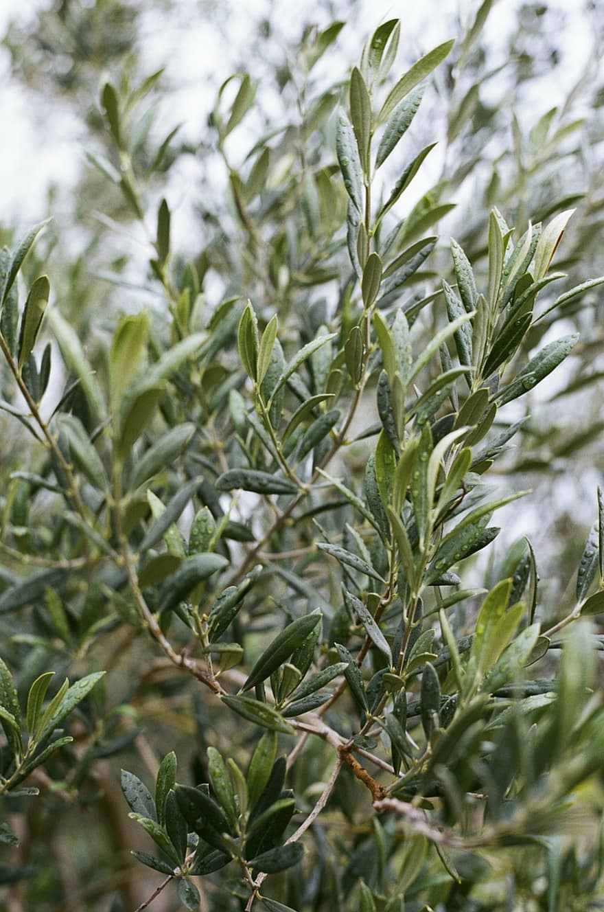 olivovník, listy, kapky vody, divoká oliva, zelené listy, olivové listy, pramínek, kapiček, Příroda