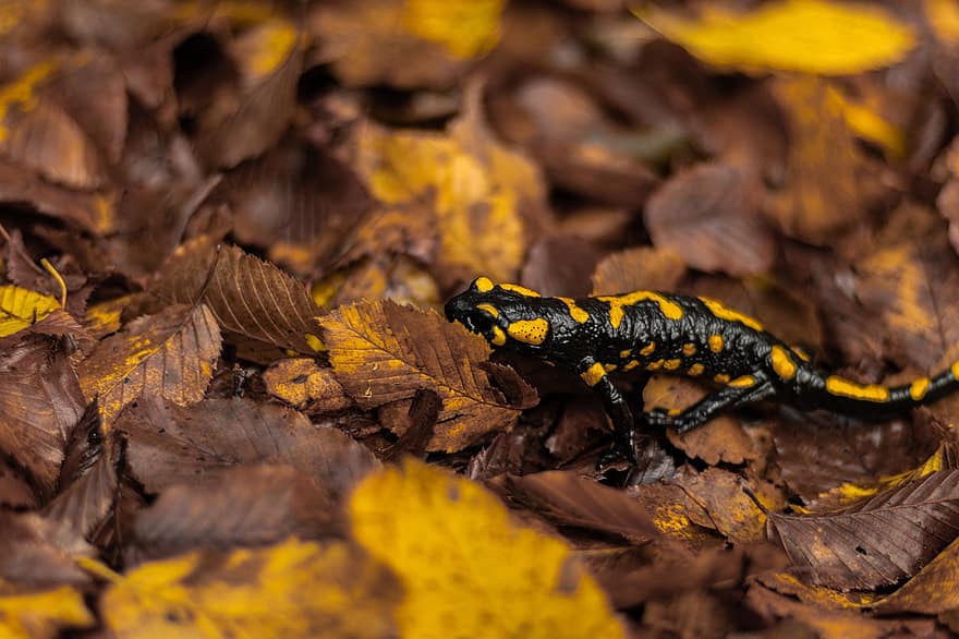 salamandra de fuego, salamandra, anfibio, naturaleza, reptil, animal, amarillo, de cerca, animales en la naturaleza, bosque, otoño