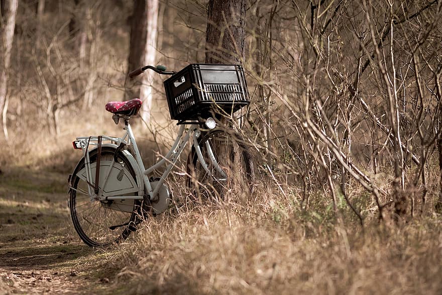 bicicleta, floresta, arvores, cesta de bicicleta, bicicleta velha, vintage, ao ar livre