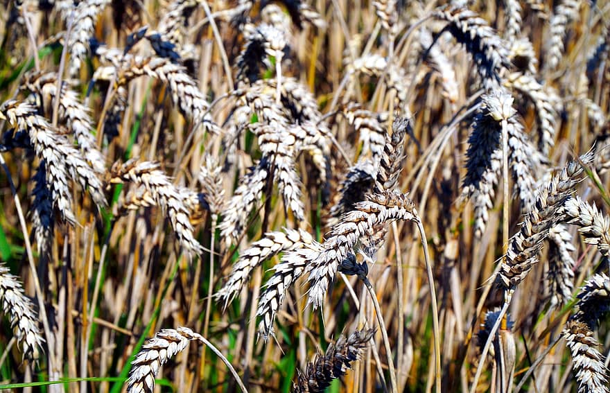 gandum, bidang, sereal, ladang gandum, jelai, tanaman, tanaman gandum, tanah subur, pertanian, tanah pertanian, penanaman