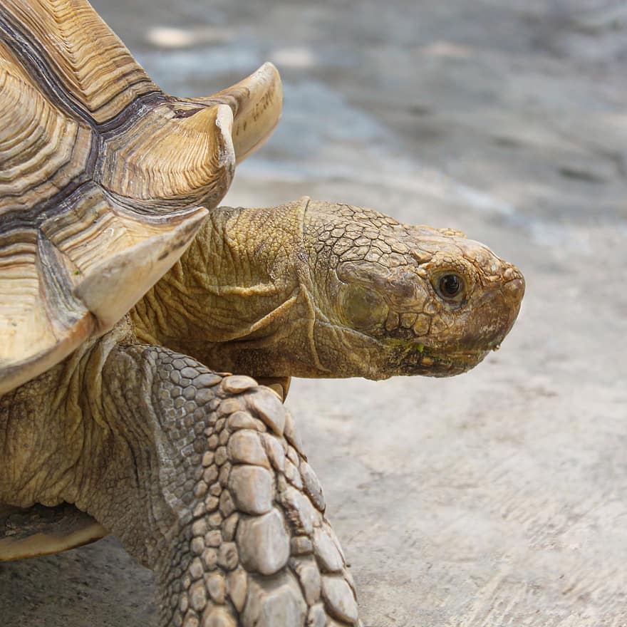 Tortoise, Galapagos Tortoise, Giant Tortoise, Nature, Animal, Wildlife