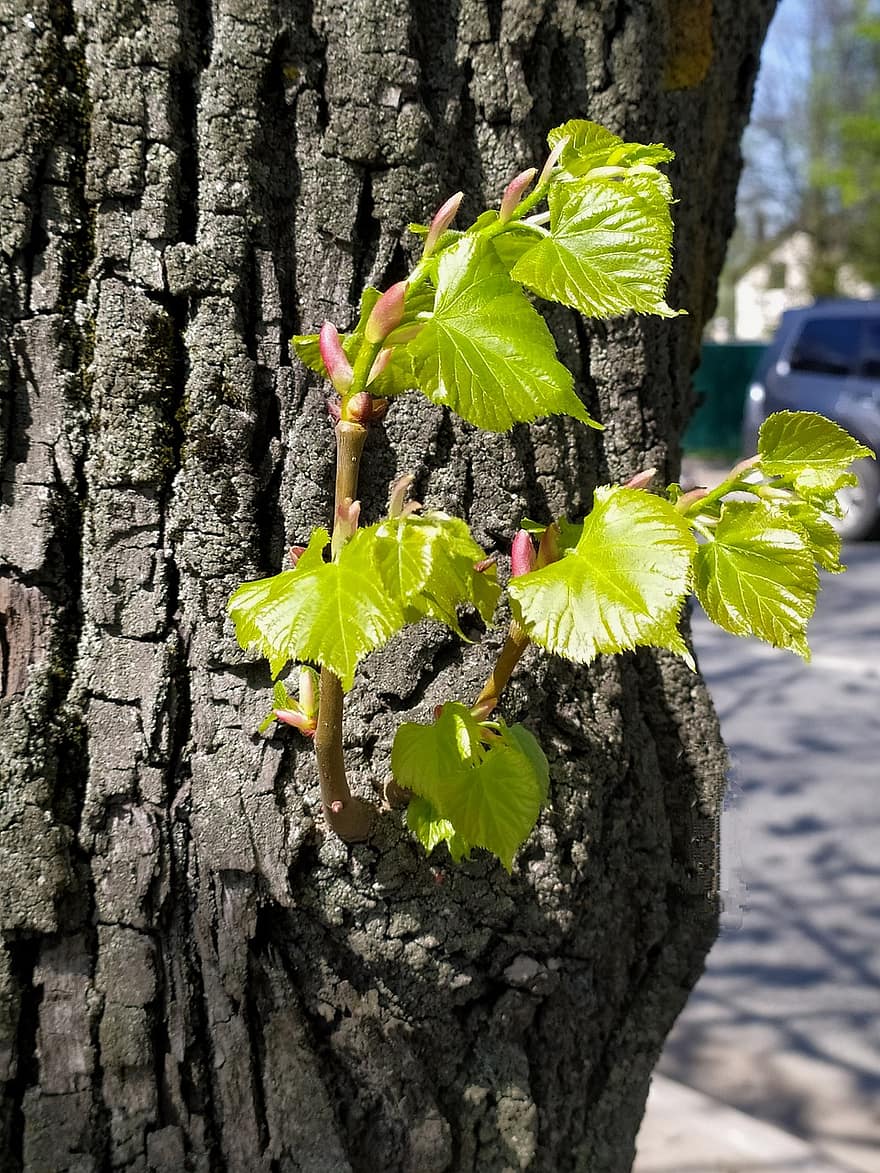 Linden, Leaves, Tree, Foliage, Greenery, Spring, Trunk, Bark, Nature