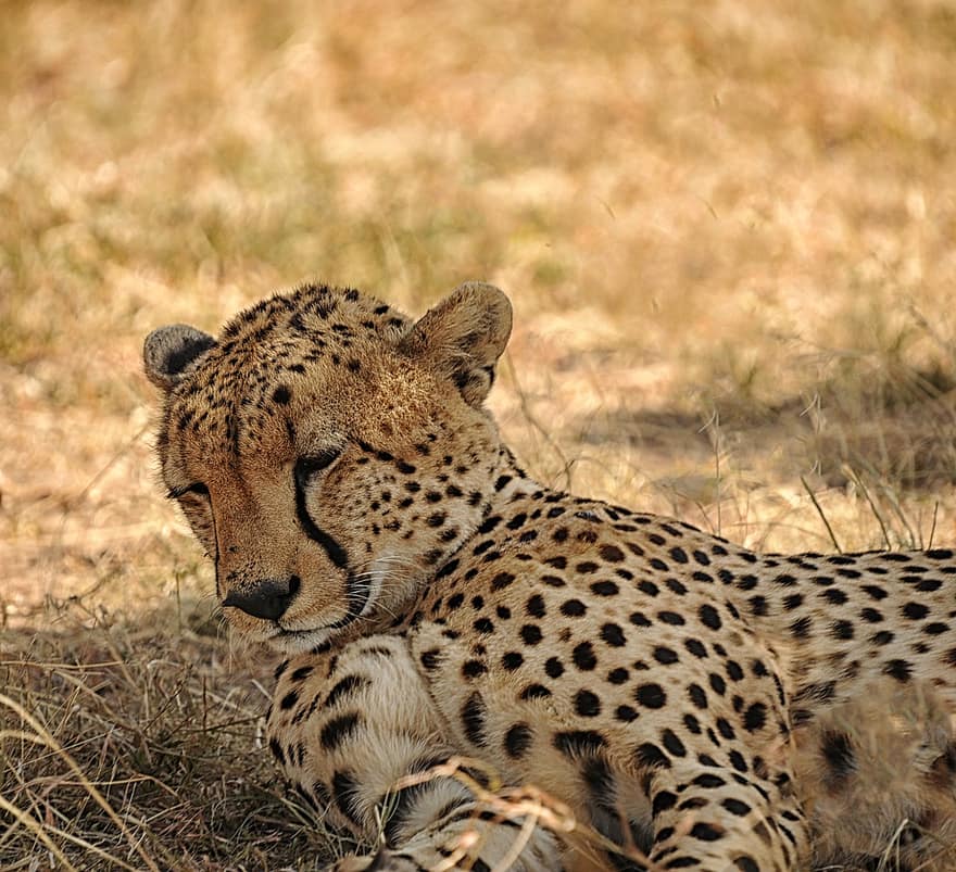 Gepard, zvíře, safari, savec, velká kočka, divoké zvíře, volně žijících živočichů, divoká kočka, odpočinek, Příroda
