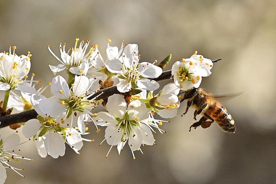ミツバチ、飛行、フラワーズ、蜂、昆虫、受粉、花、ブランチ、木、工場、自然