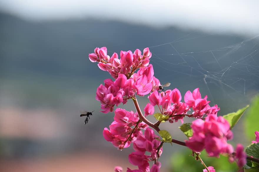 розовые цветы, пчелы, опылять, опыление, крылатые насекомые, насекомые, розовые лепестки, цветение, цвести, перепончатокрылых, Флора