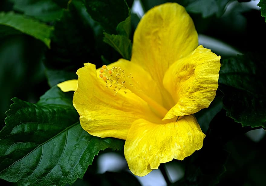 dzeltens hibisks, zieds, augu, Hibiscus, dzeltens zieds, pļāpāt, putekšņi, ziedlapiņām, zied, lapas, tuvplāns