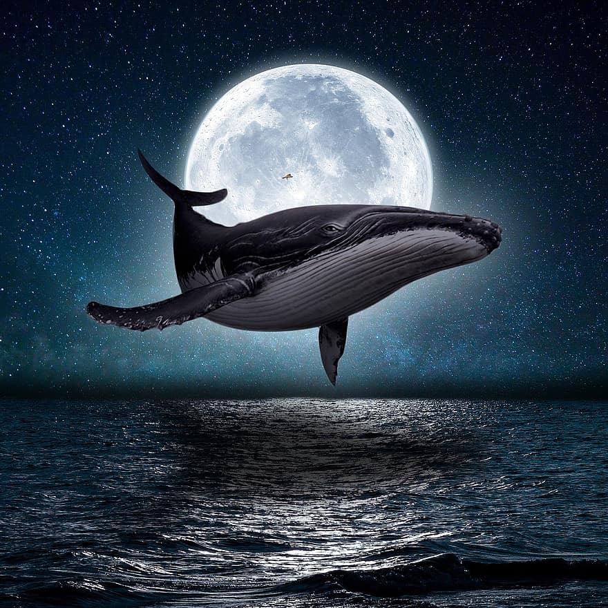 鯨、月、海、海洋、夜、月光、動物、フライト