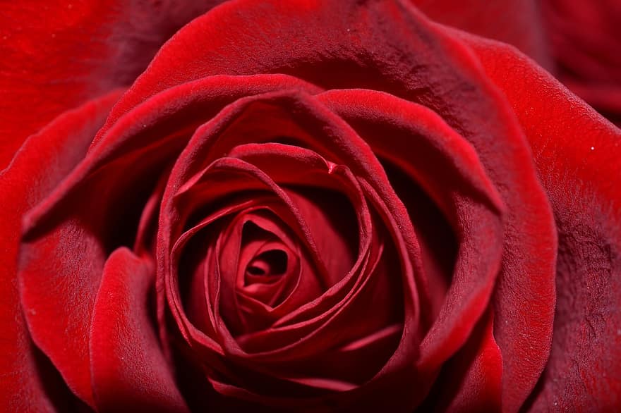 цветок, Роза, красный