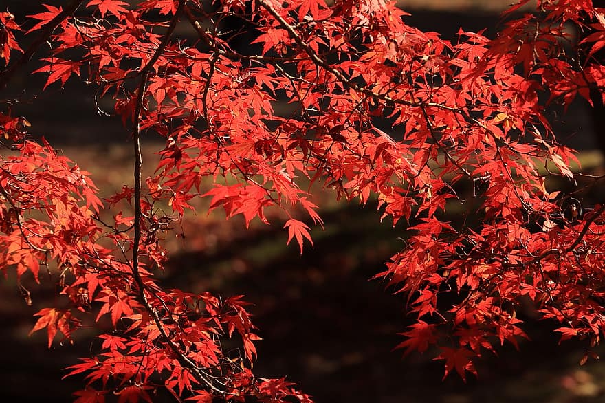 листа, шума, дървета, клонове, падане, цветен, есен, есенни листа