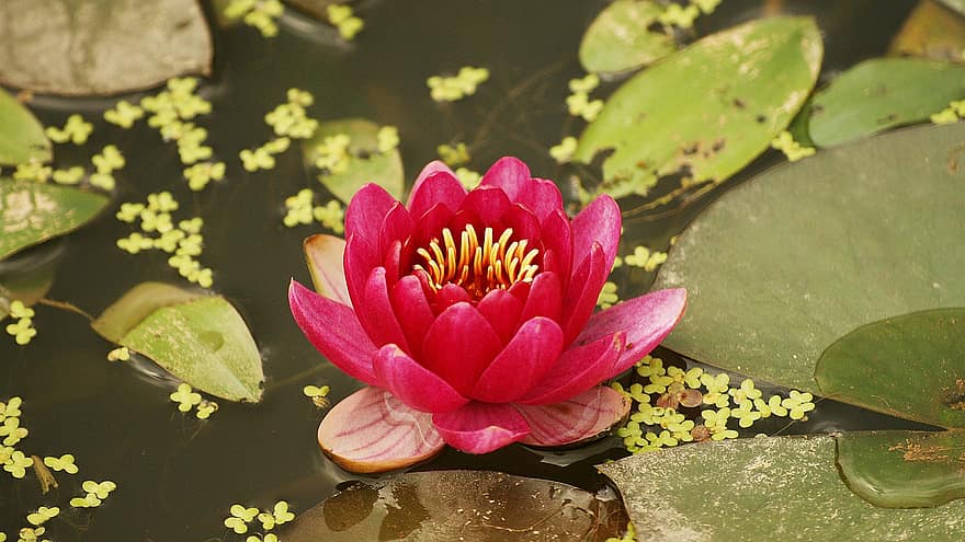 Lotus, Pflanze, Blütenblätter, See, Teich, Sumpf, Blatt, Blütenkopf, Blume, Blütenblatt, Sommer-