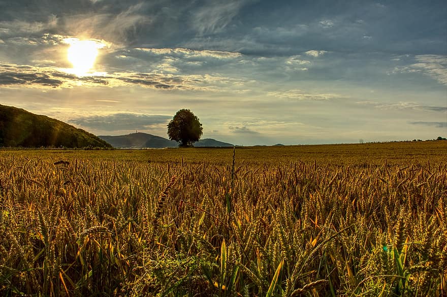 cánh đồng, ngũ cốc, lúa mì, nông nghiệp, Cánh đồng ngô, mùa gặt, Thiên nhiên, cây, phong cảnh, mũi nhọn, mặt trời