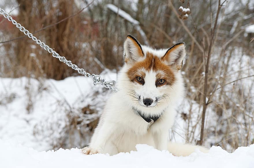 лисиця, тварина, сніг, ссавець, хижак, дикої природи, зима, природи