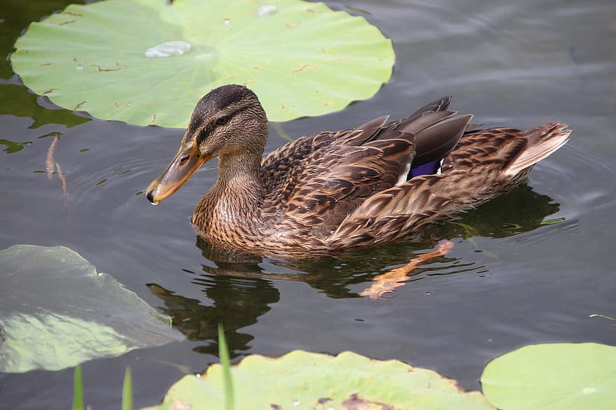 Duck, Mallard, Bird, Waterfowl, Water Bird, Aquatic Bird, Animal, Feathers, Plumage, Wading, Wading Bird