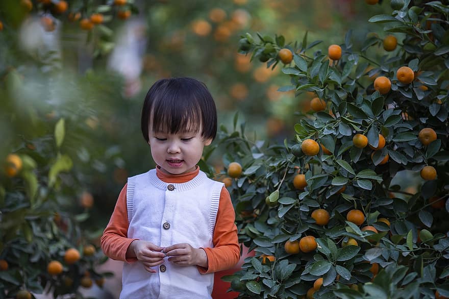 vaikas, Apelsinų rinkimas, lauke, vaisių sodas, maža mergaitė, portretas, vaikystėje