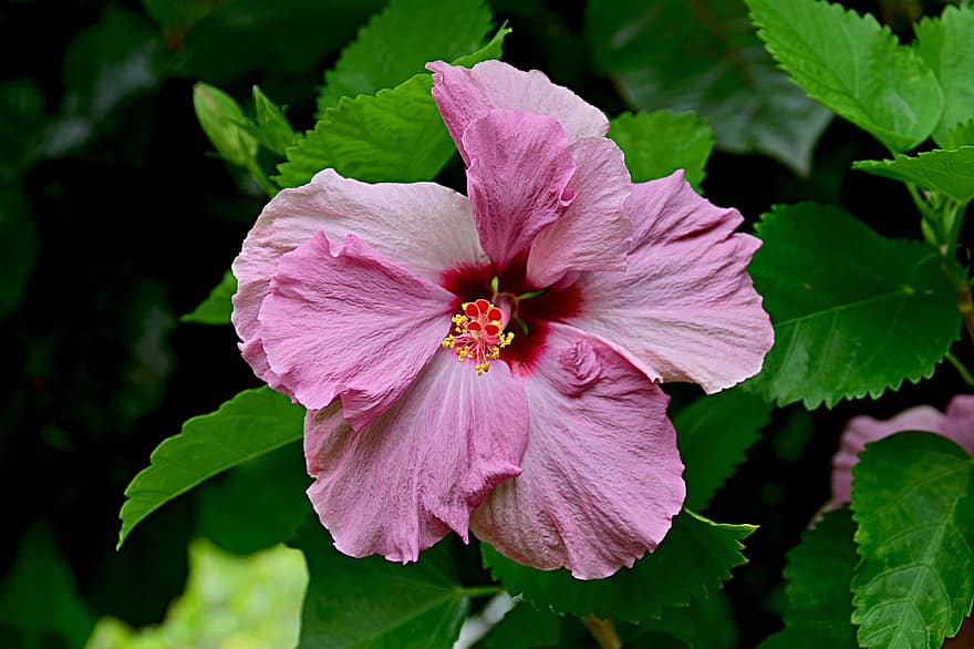 hibiscus, floare, plantă, floare roz, petale, pistil, a inflori, frunze, natură, a închide, petală