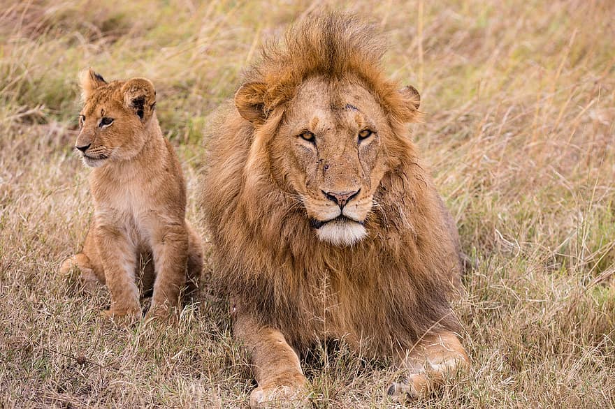 Lion, lionceau, félin, prédateur, carnivore, faune, animal, chat, safari, mammifère, Jeune