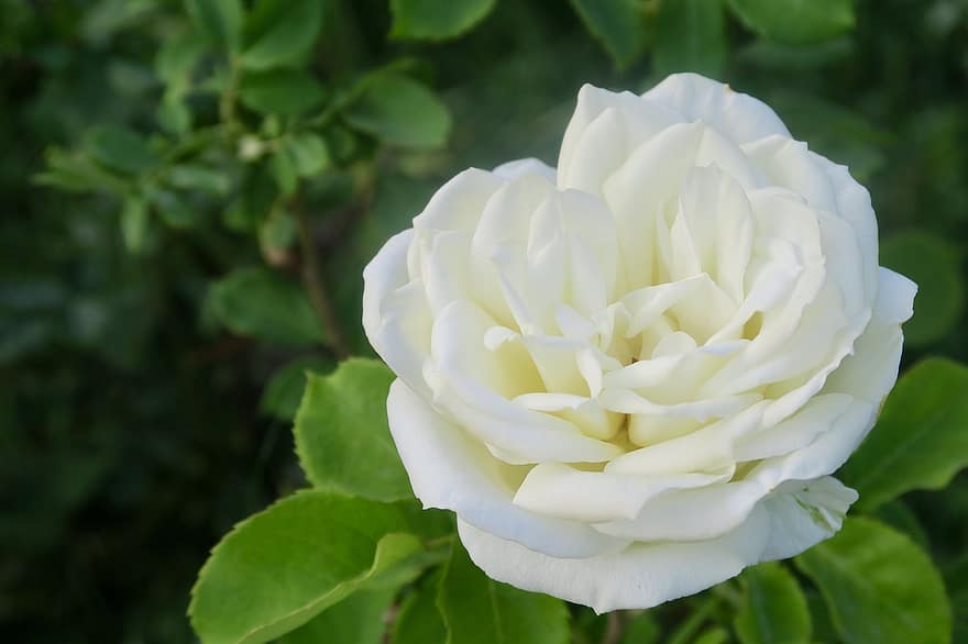 Rose, Flower, Plant, White Rose, White Flower, Bloom, Nature, Garden, close-up, petal, leaf