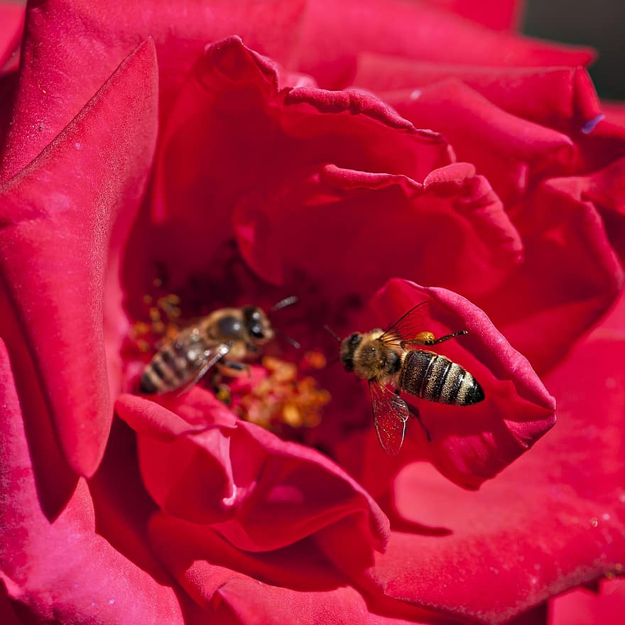 méhek, rovarok, virág, mézelő méhek, rózsa, vörös rózsa, piros virág, szirmok, virágzás, virágzik, virágzó növény