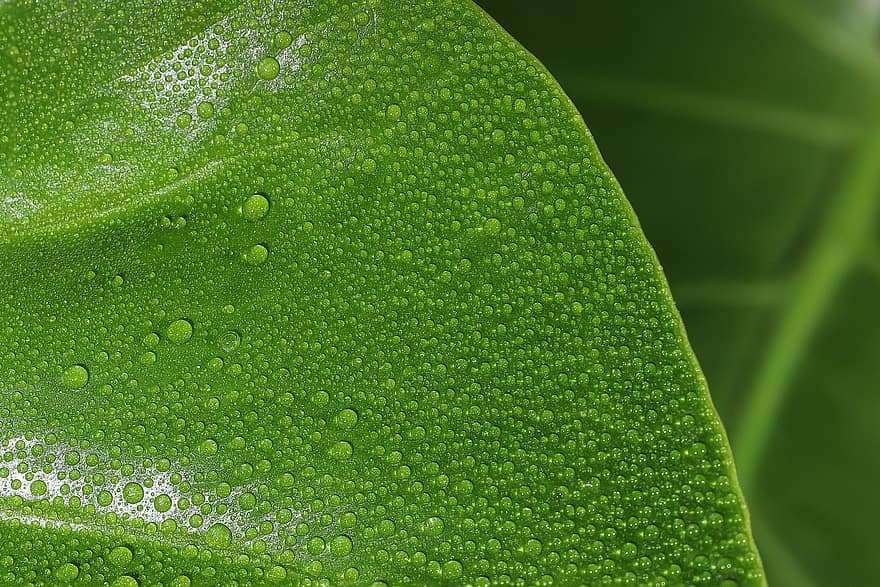 лист, зеленый лист, капли воды, природа, завод, капли дождя, фон, макрос, крупный план, зеленого цвета, свежесть