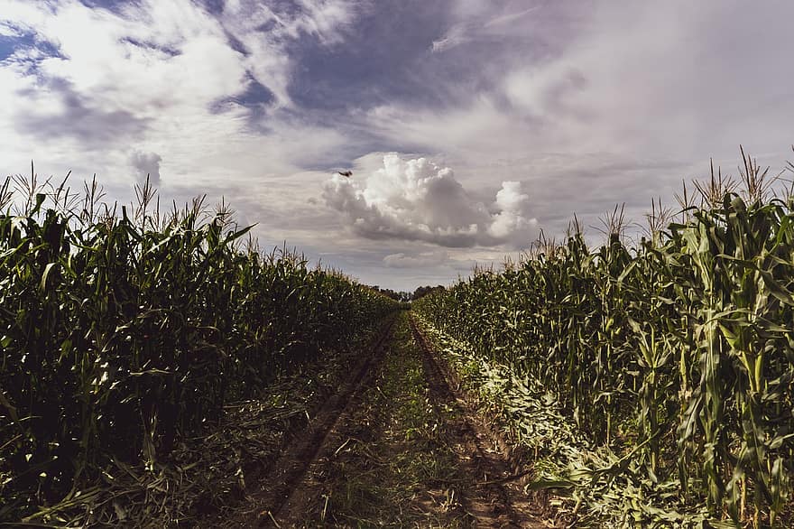 kukurūzas lauks, lauksaimniecību, ainavu