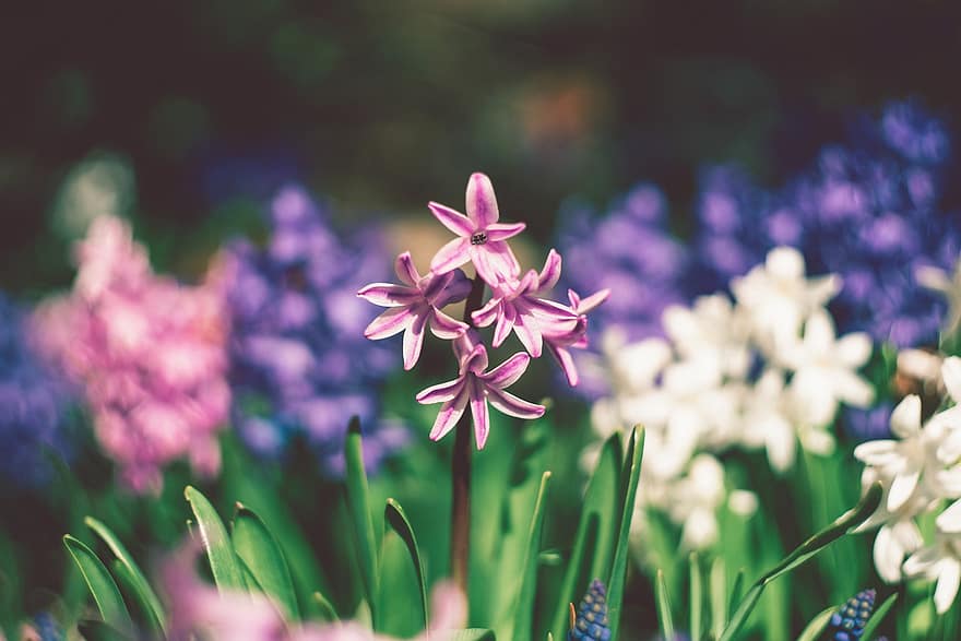 hyacinten, bloemen, weide, paarse bloemen, bloemblaadjes, paarse bloemblaadjes, bloeien, bloesem, flora, natuur, planten