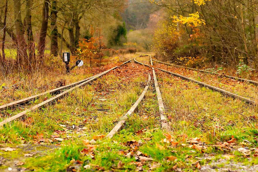 șine, sine de cale ferata, calea ferata, iarbă, frunze, pădure, vechi, transportul feroviar, tren, istoricește, gleise