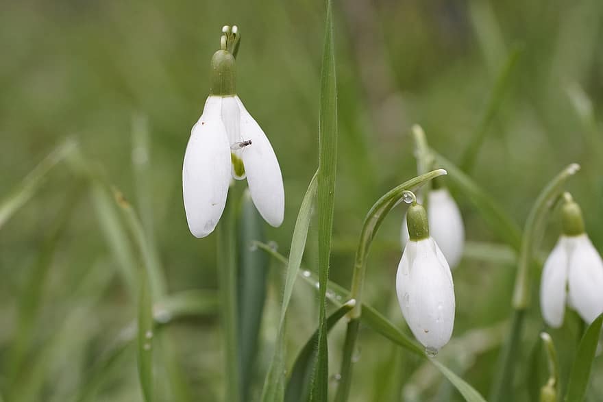 Snowdrop, Flowers, Dew, Dewdrops, Droplets, Bud, Wildflowers, White Flowers, Fly, Insect, Bloom