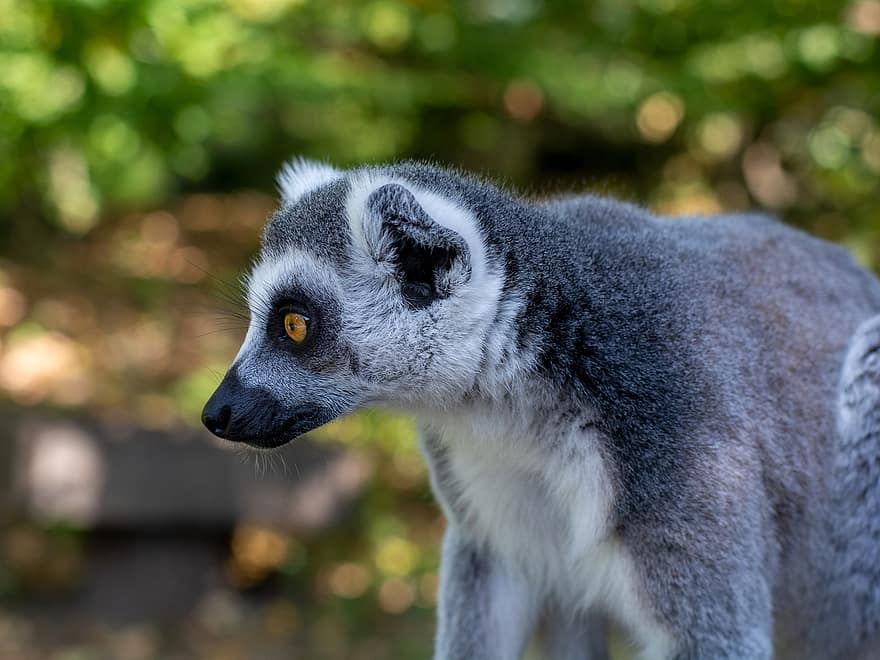 lemur, primat, dyr, vildt dyr, ødemark, dyreliv, dyr verden, dyr fotografering