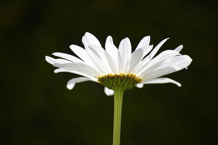 Flower, Marguerite, White Flower, Petals, Blossom, Bloom, Close Up, Nature, Flora, plant, close-up