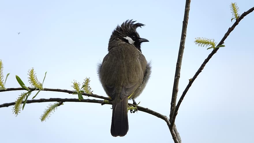 Himalayan Bulbul, Bird, Animal, Wildlife, Plumage, Branch, Perched, Birdwatching, Nature, feather, animals in the wild