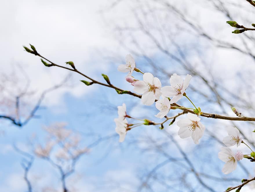sakura, květiny, třešňové květy, bílé okvětní lístky, okvětní lístky, květ, flóra, jarní květiny, Příroda