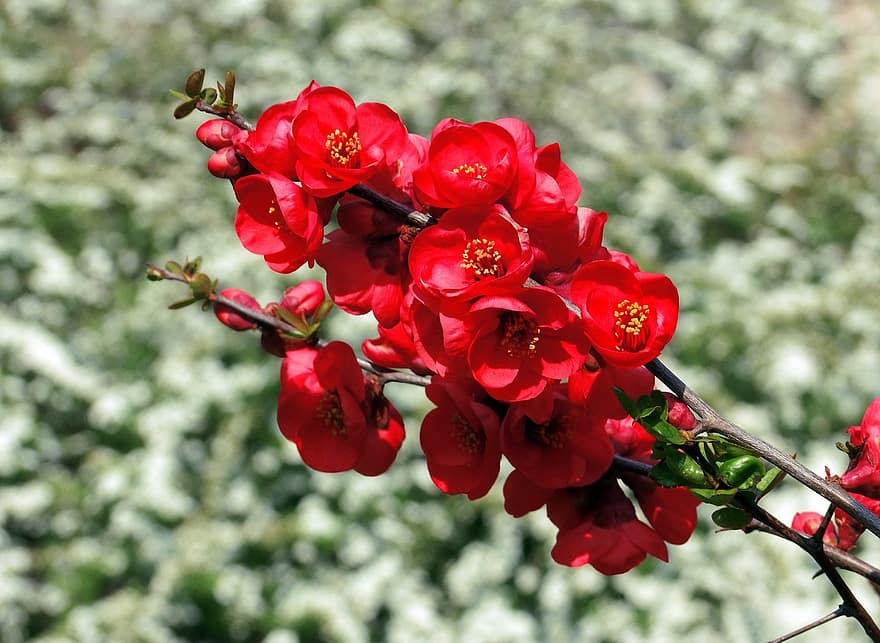 Quince, Flowers, Branch, Buds, Red Flowers, Bloom, Blossom, Flora, Spring, Plant, Nature