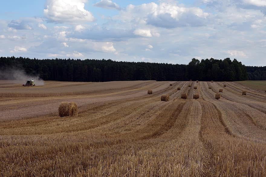 recolta, fermă, Polonia, agricultură, cositul, rural, vară, luncă, balot, fân, grâu