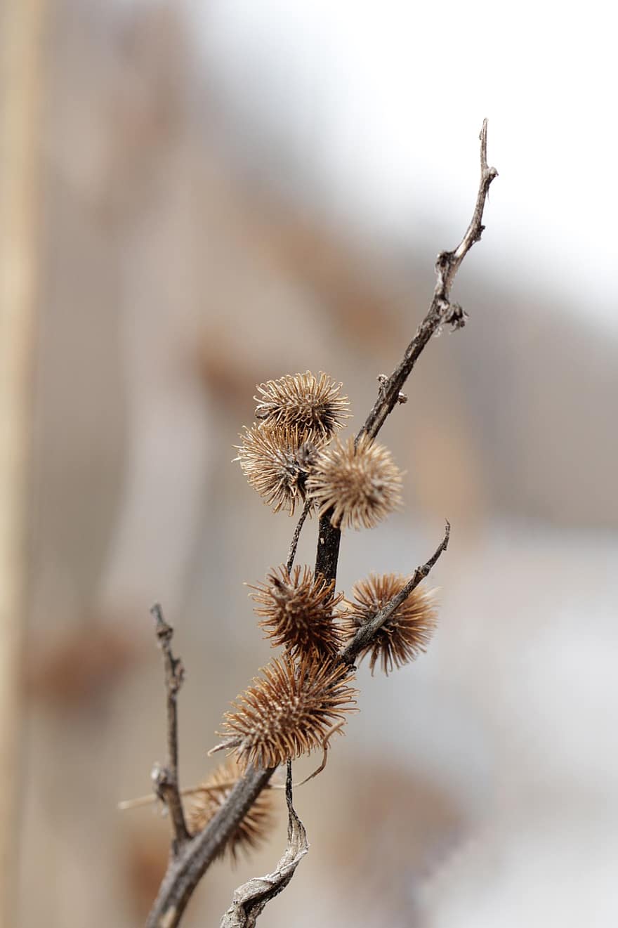 Burdock, Plant, Dry, Dried Flowers, Prickly, Spikes, Flora, close-up, branch, tree, season