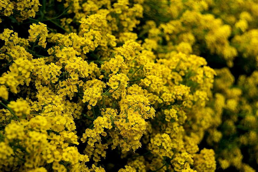 Flowers, Yellow, Bushes, Nature, Plant, Petals, Bush, Spring, Botany, flower, leaf