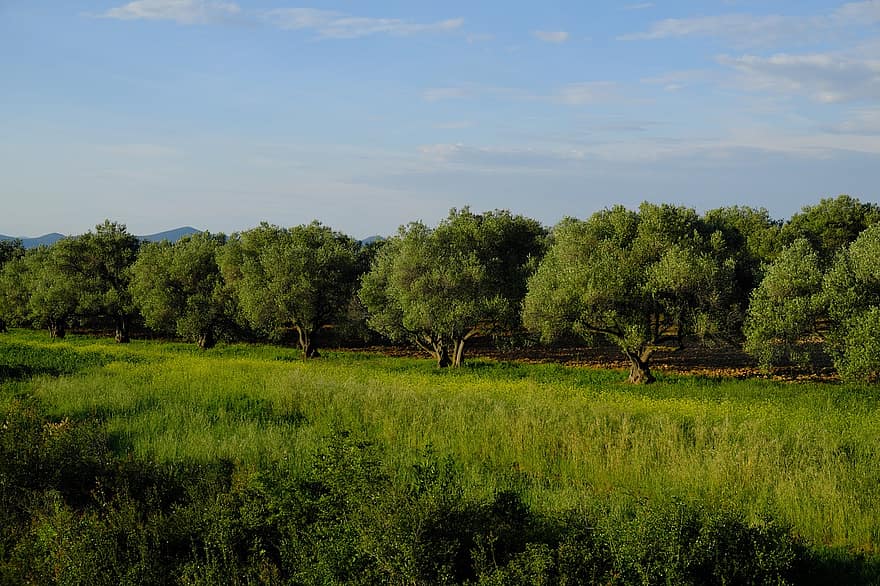 oliven tre, kroatia, natur, oliventrær, tre, ferier, anlegg, oliven, Adriaterhavet, olivier, vegetasjon