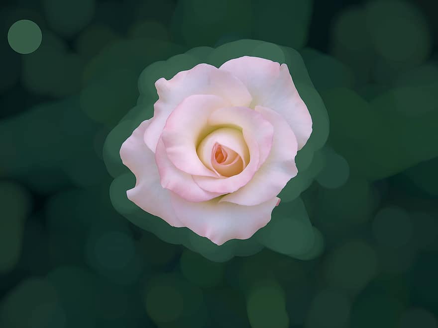 Alone, Center, Rose, Just Rose, Flower, Feeling, Nature, Wonderful Background, Green Background, Pink Rose, Standout