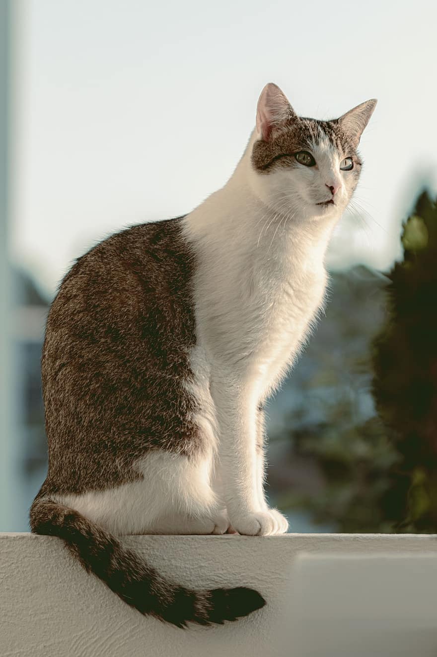 kot, koci, zwierzę domowe, krajowy, balkon, balustrada, zwierzę, uroczy, kotek, cichy, nadal