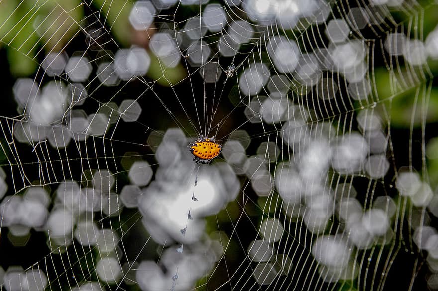laba-laba, sarang laba-laba, orbweaver berduri, arakhnida, araneidae, Gasteracantha Cancriformis, hewan, margasatwa, jaring laba-laba, web, bokeh