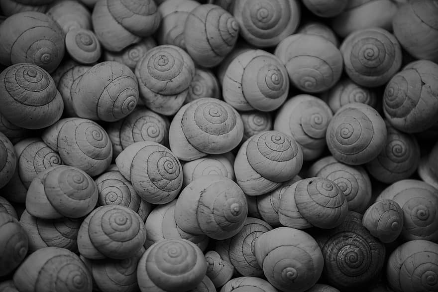 Snails, Animal, Shell, Beach, Nature, Spiral, Pattern, Texture, Structure, Black And White, Monochrome