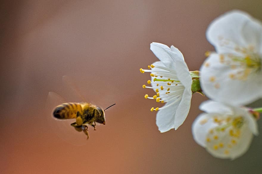 Flores de cerezo, abeja, polinización, Flores blancas, macro, insecto, naturaleza, de cerca, flor, primavera, amarillo