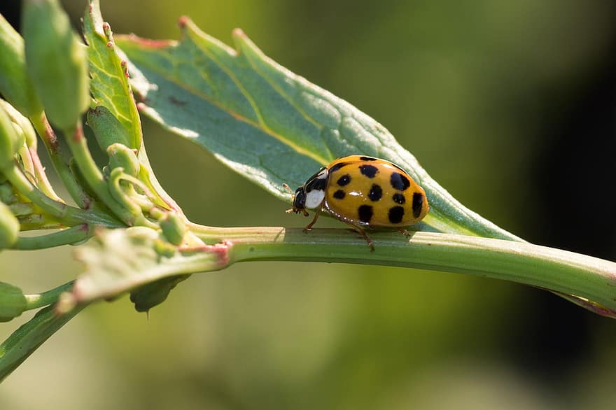 Ladybug, Macro, Close Up, Nature, Insect, Harlequin-ladybird, Asian-ladybug, Red, Leaves