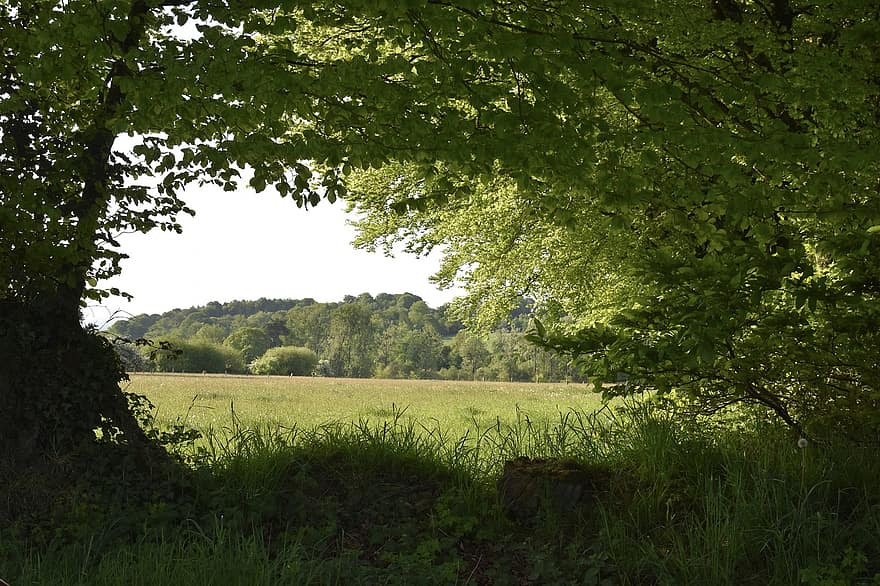 Panorama del camp, prada, naturalesa, camp, estiu, arbre, herba, color verd, escena rural, prat, bosc