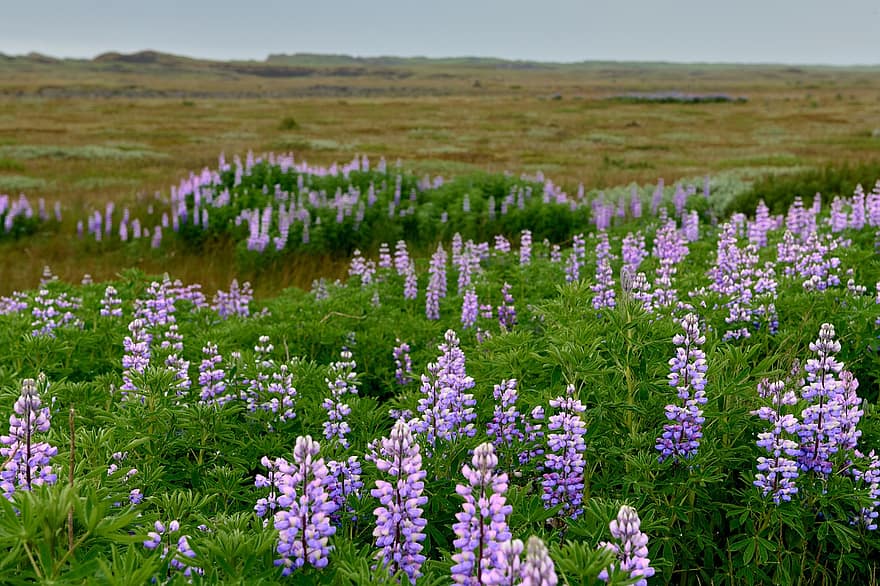 Lupines, Flowers, Field Of Lupines, Leaves, Field, Flower Meadow, Lupins, Landscape, Nature
