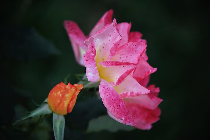 ruusu-, pinkki ruusu, kukka, vaaleanpunainen kukka, terälehdet, kukinta, kasvi, koristekasvi, kasvisto, luonto, puutarha